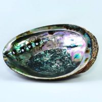 Abalone Shell | Feng Shui |Space Clearing | Smudge